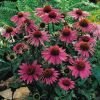 Echinacea Magnus Superior